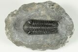 Austerops Trilobite Fossil - Morocco #202988-5